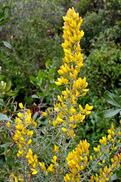 Ajonc à petites fleurs